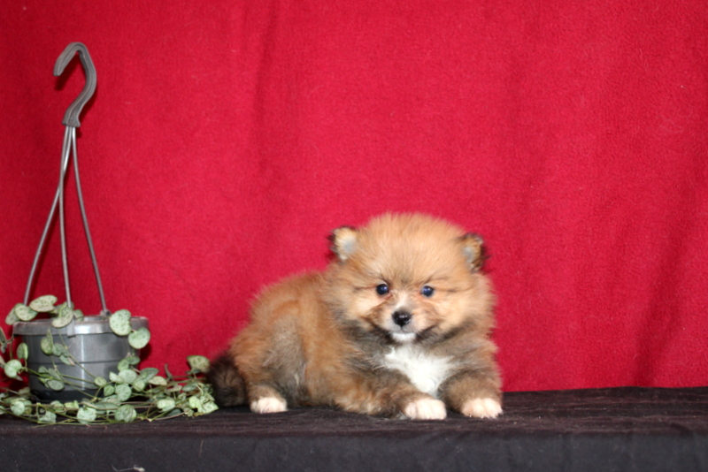 puppy, for, sale, Pomeranian, Matthew B. Stoltzfus, dog, breeder, Gap, PA, dog-breeder, puppy-for-sale, forsale, nearby, find, puppyfind, locator, puppylocator, aca